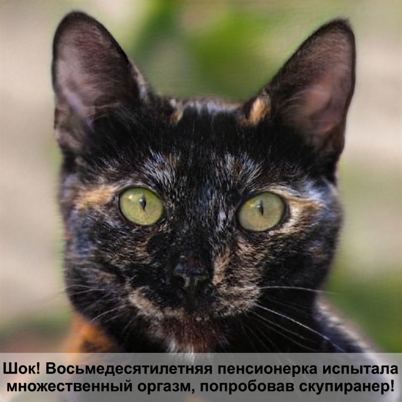 бирманская кошка окрасы