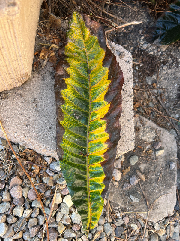 Leaf edge rot_2