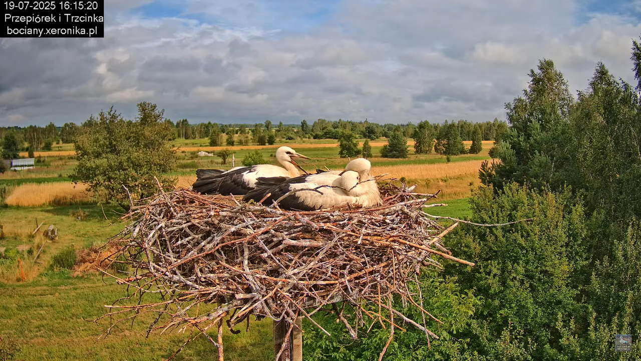 19072025bociany46