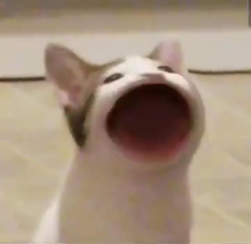 Pop-Cat-meme-5.jpg