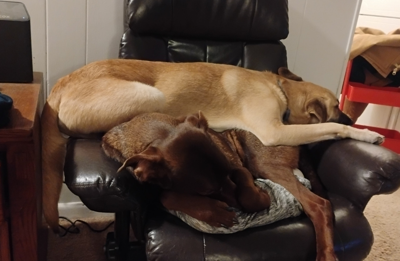 Rag on my dogs dinner > General Discussion > AR15.COM
