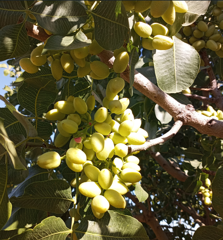 [Image: Central-Valley5.png]