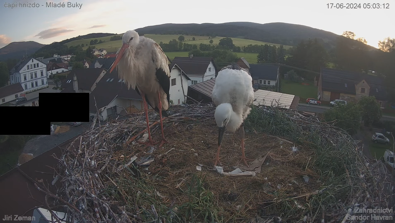 Tiešraides kamera — Mladé Buky — stārķa ligzda 6-49-24 screenshot