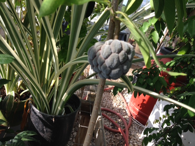 NBRSugarApple
