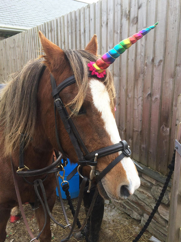 equifashion-clip-on-horse-pony-unicorn-horn-8--[3]-7007-p