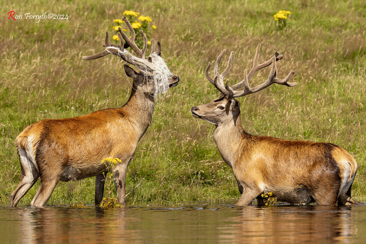 20240727-_5RF8454-CR3