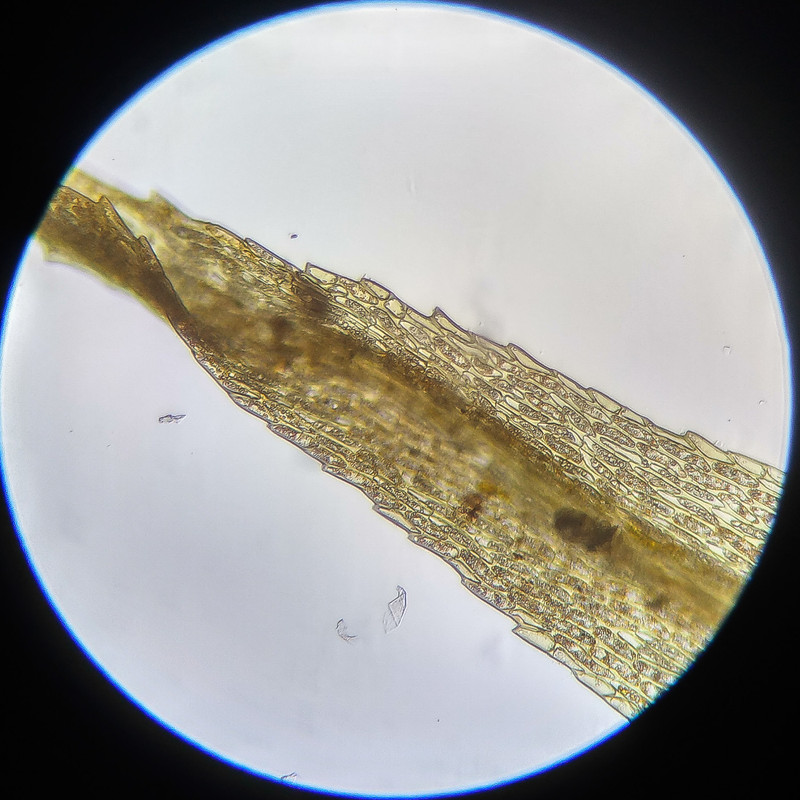 IMG 20250614 112134 HDR