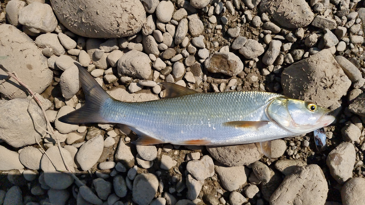 [Slika: 20250615-095926.jpg]