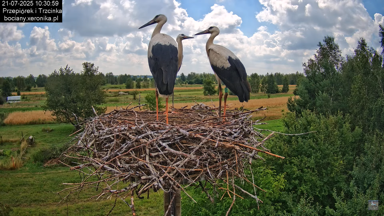 21072025bociany29
