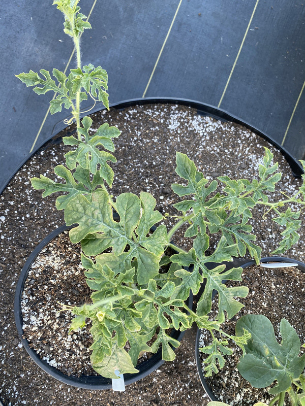 D1394D93-FC4A-4ADE-97D1-A34941A9F6DC