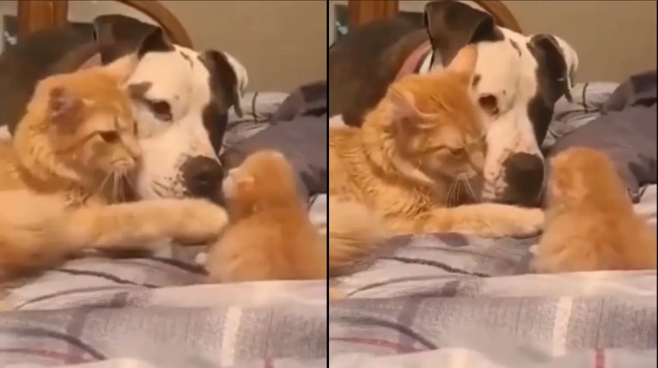 Mamá gata presenta a su gatito al perro de la familia y reacción se hace viral