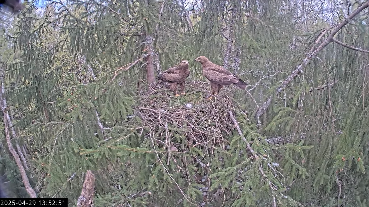 LVM mazais ērglis Lisiņa, egle2 – Lesser Spotted Eagle 15-34-16 screenshot