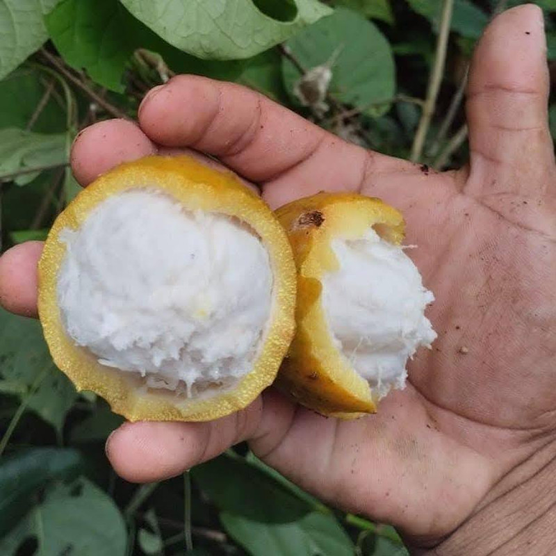 garcinia sp peru 2