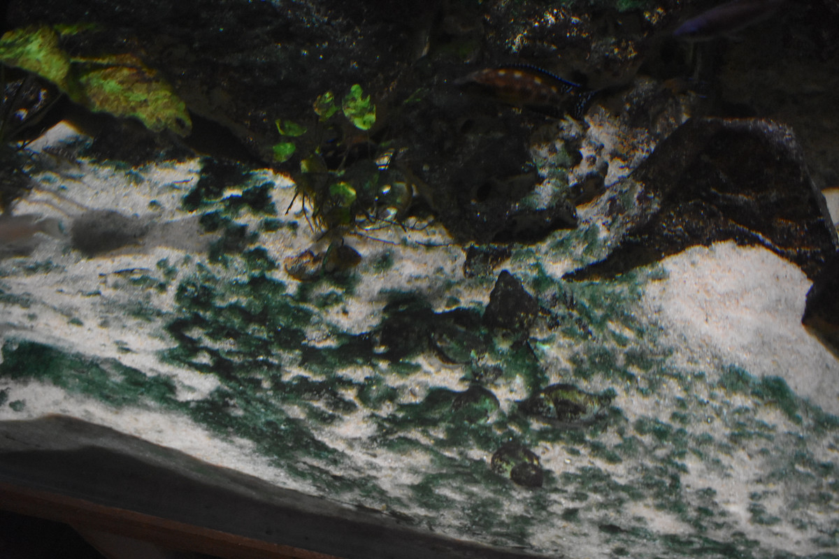 DSC_0003 - Copie (4)