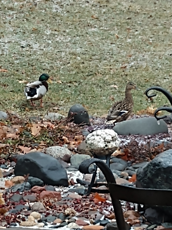 dux