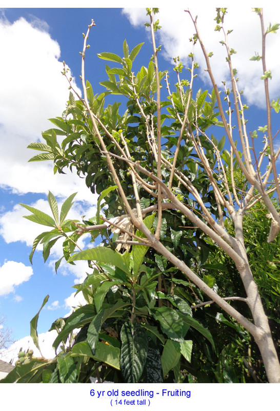 Seedling1 (6yr)-pic1