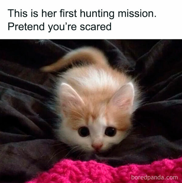Cathunt-BP-images-memes-155-641af77a84b5f-700.jpg
