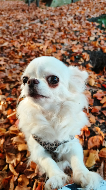 Lumii 20251107 133354055