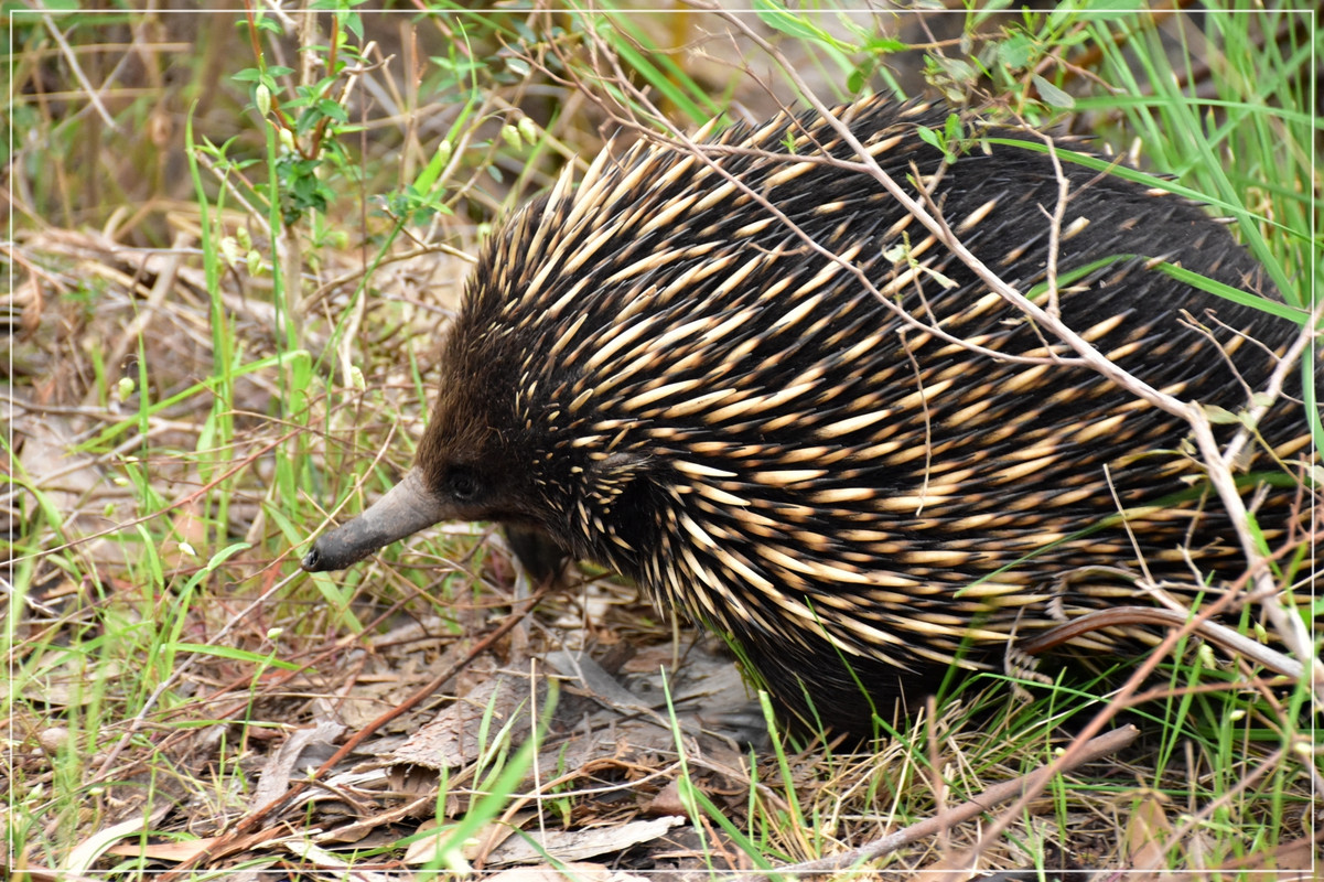 Australia (I): toma de contacto - Blogs de Australia - Grampians National Park (20)