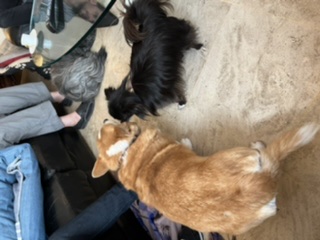 [Image: AC94-C8-B7-EC82-417-B-9-C12-2-B70-B9-CCFE28.jpg]