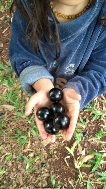 Huertasurbanas_com-9.jpeg-20220921_111617Peruana