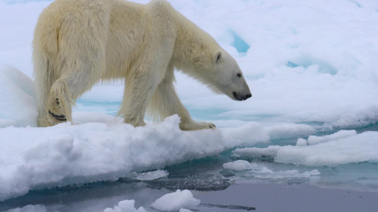 Our Planet 2019 Season 2 S02 1080p NF WEB DL x265 HEVC 10bit EAC3 Atmos 5 1 Garshasp QxR