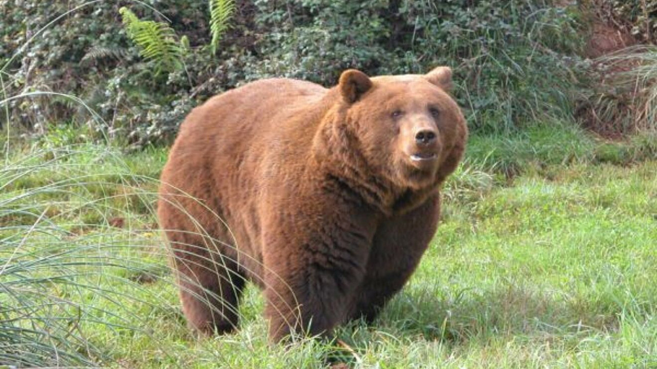 Arrestan a un hombre después de matar a golpes a un oso pardo, en Irán