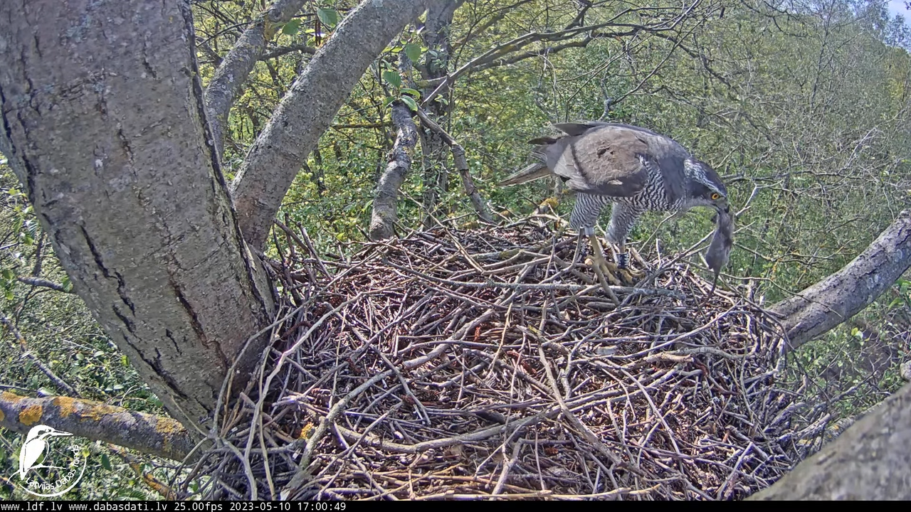 Vistu vanags (Accipiter gentilis) Rīgā - LDF tiešraide __ Goshawks, Riga, Latvia 11-22-19 screenshot