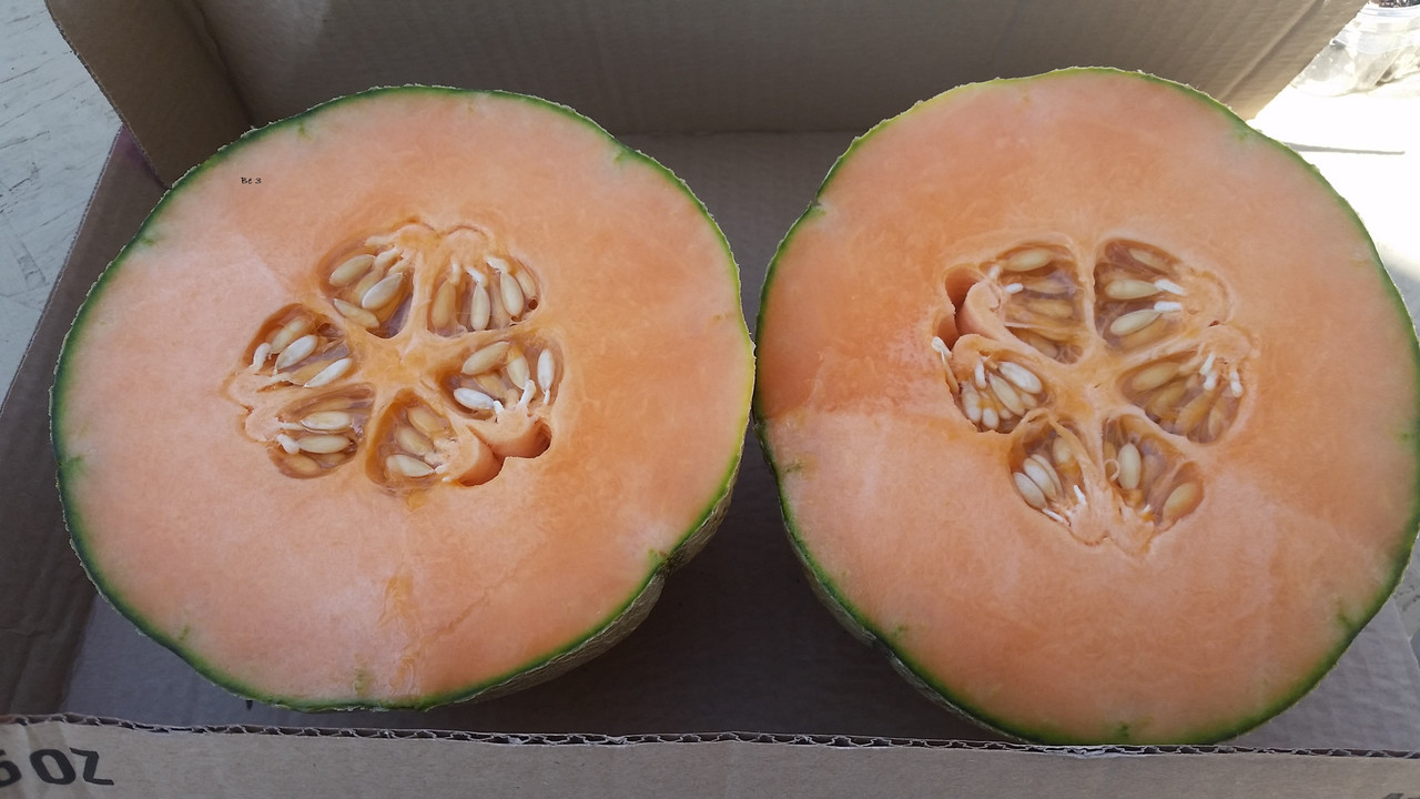 [Image: cantaloupe.jpg]