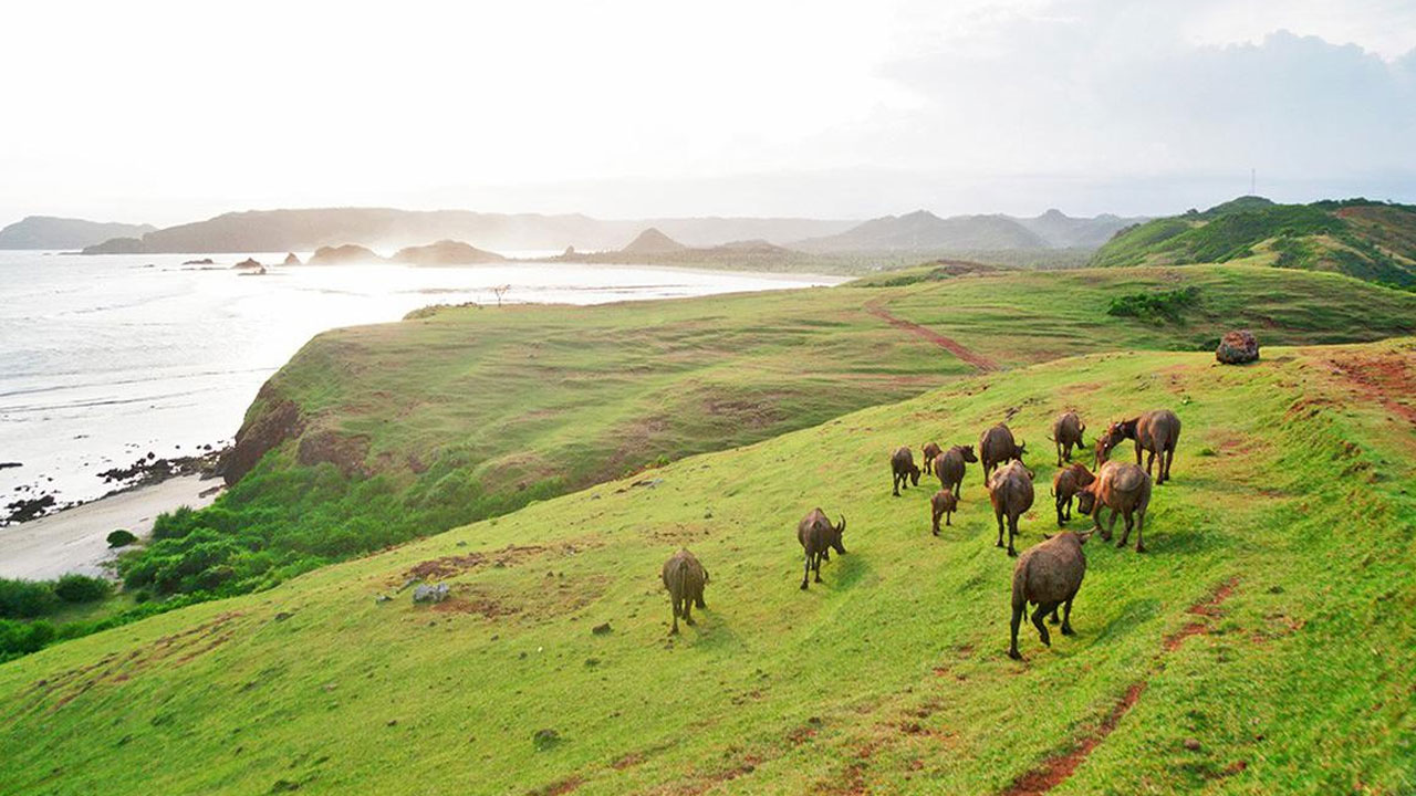 Mengintip Keindahan Bukit Merese, Surga Hijau di Tepi Pantai Lombok