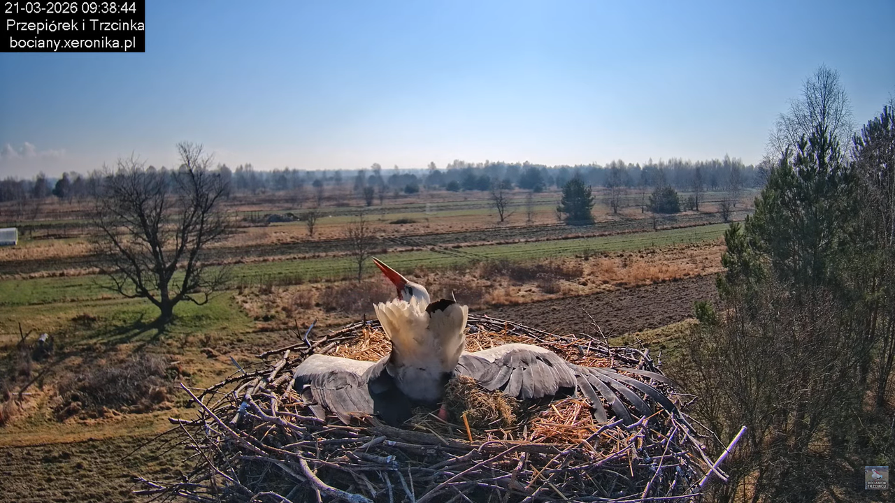 21032026bociany 21