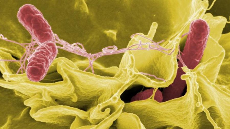 Avviso di ritiro immediato formaggi per Salmonella spp