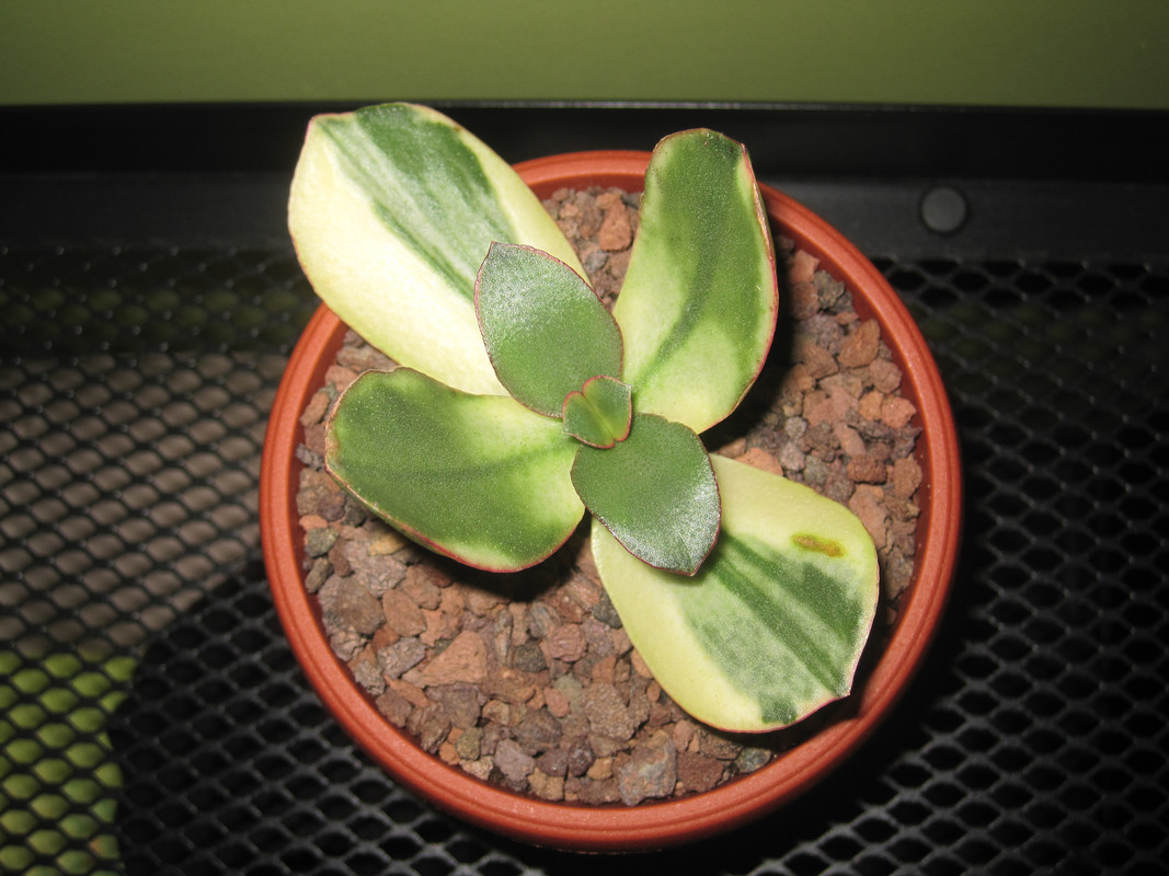 23.12.2022 г. пересадила Кагетсу Маруба Нишике