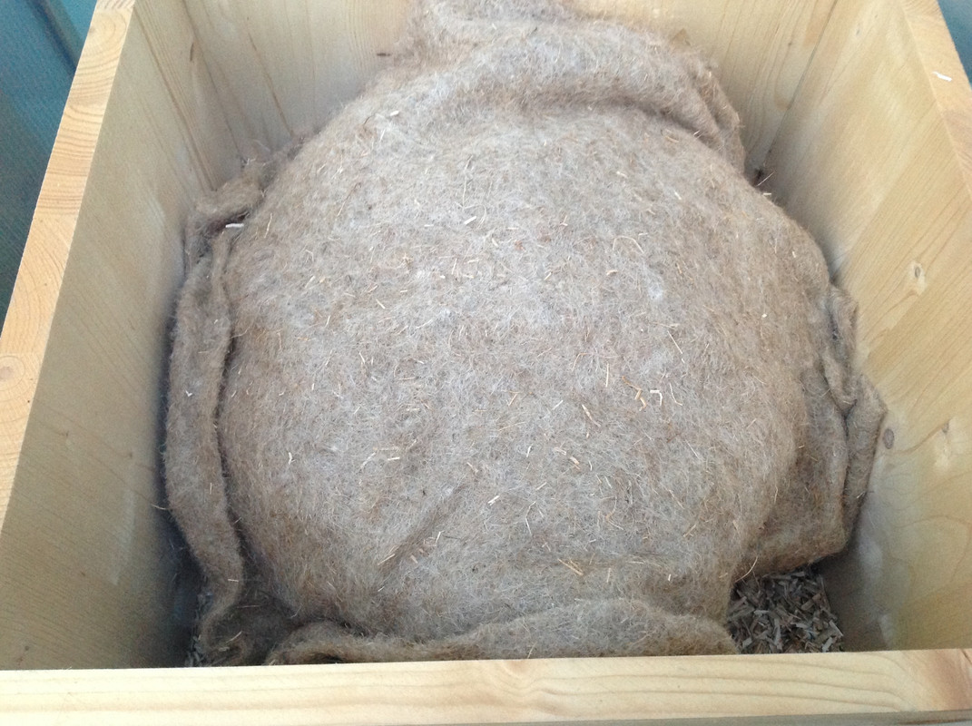 Kleine Erdhummel 3.04.16 (4)