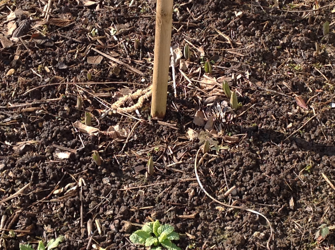 Garten Februar 12.02.2015 13 Uhr (7)