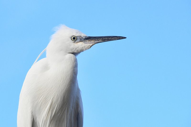 white-little-egret-5826070-1280.jpg