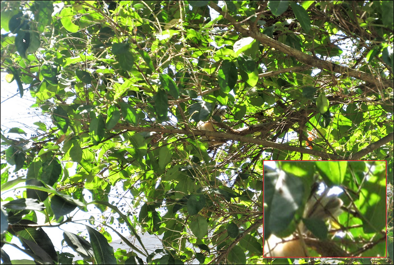 Felosa palustre ( Acrocephalus palustris ) C11