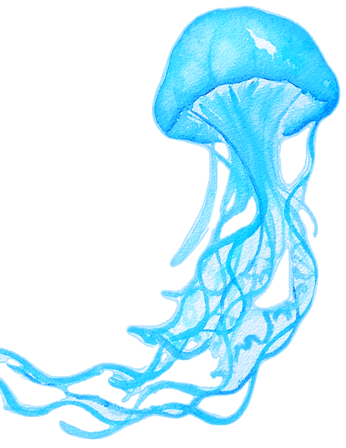 jellyfish