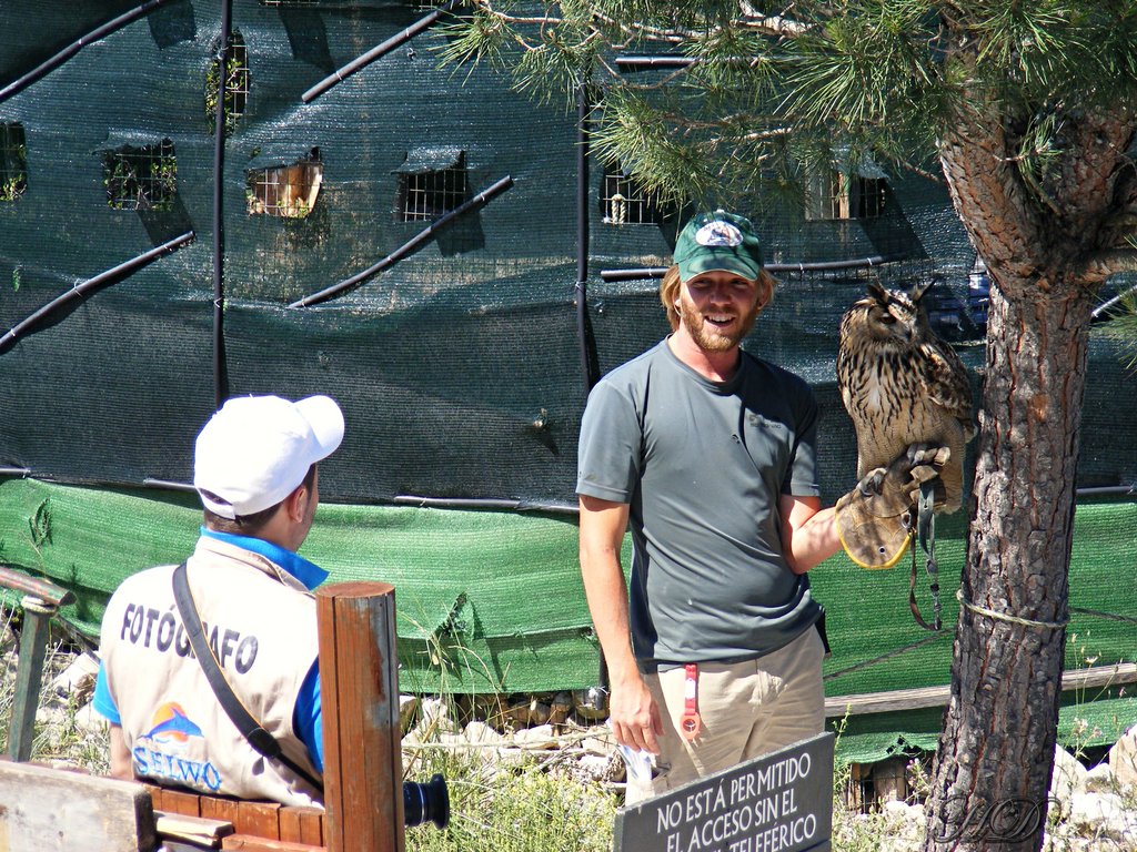 animals-Spain-Owl-HD.jpg