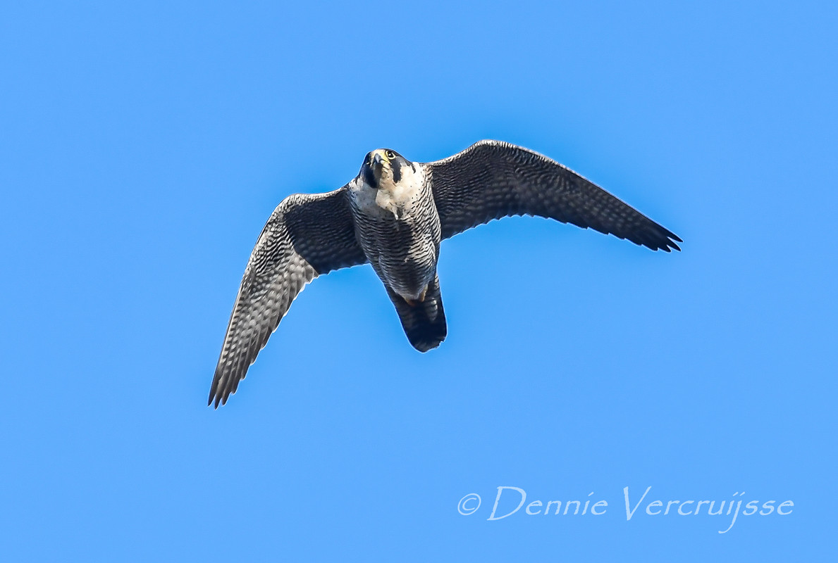 Foto's van Dennie 2023 Sv0103d