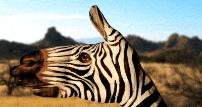 ggrd-kopia.gif