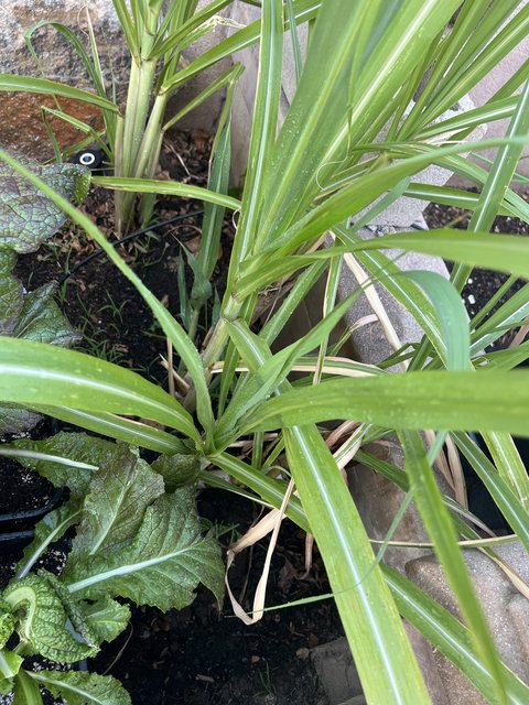 [Image: 7-D72-B9-F3-E468-4-B85-8-BBC-7655-FEC915-CB.jpg]