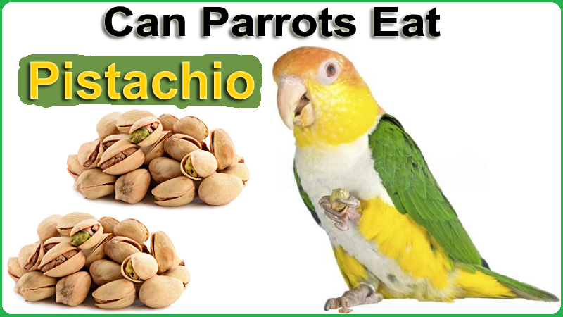 Can Parrots Eat Pistachio Nuts