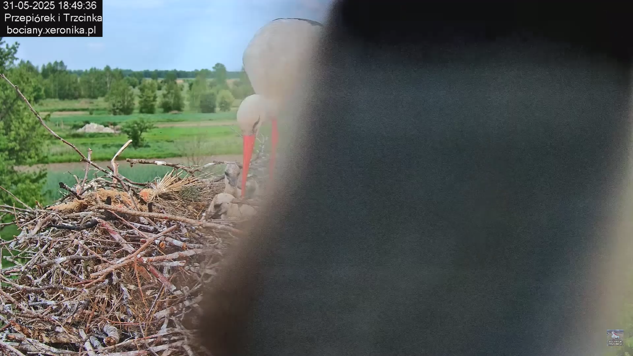 31052025bociany27