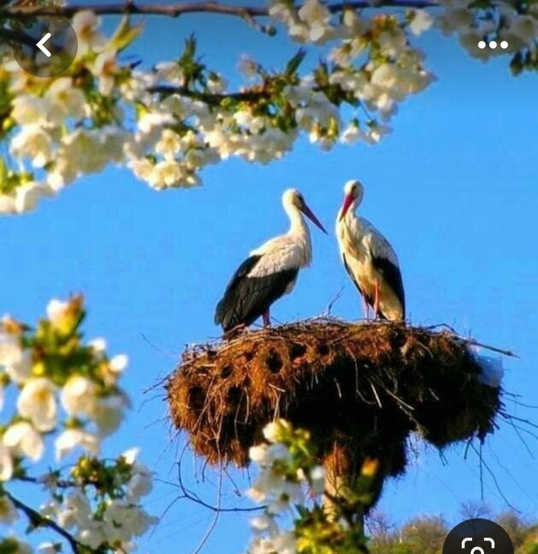 Screenshot_20240324_221904_Pinterest