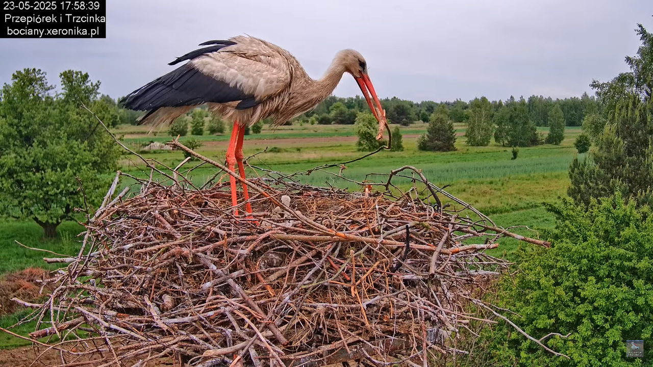 23052025bociany30