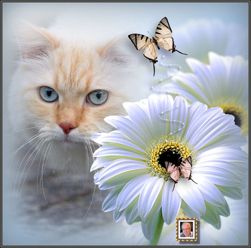 MOOIE-KATER-2