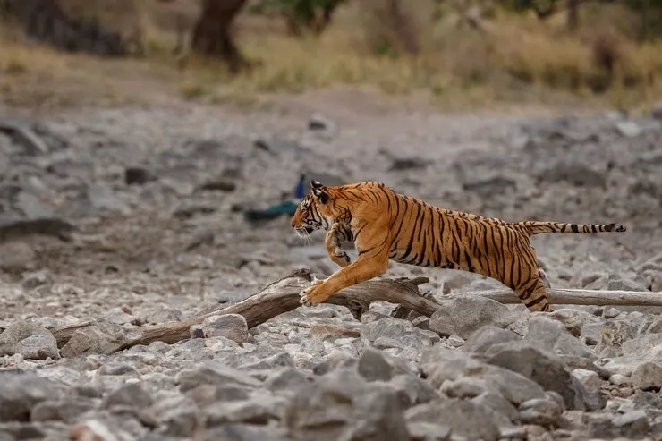 Major Dangers to Wildlife