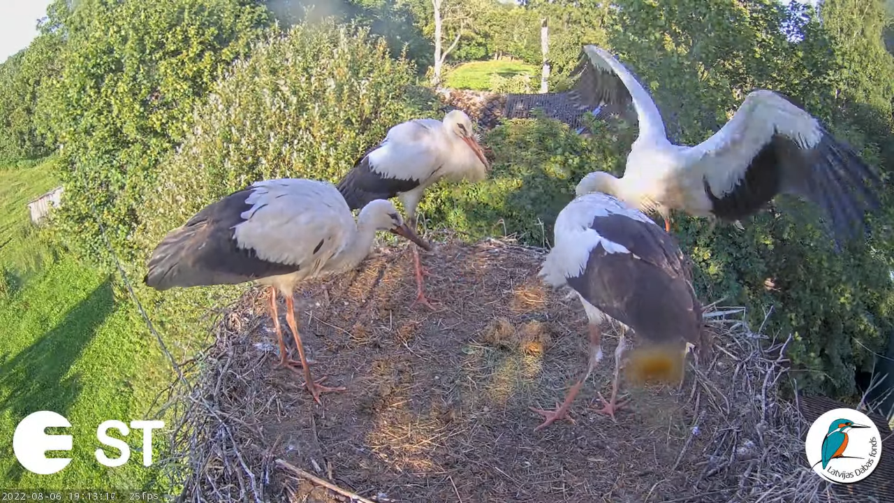 Baltie stārķi (Ciconia ciconia) Tukuma novadā - LDF tiešraide __ White storks in Tukums, Latvia 15-9