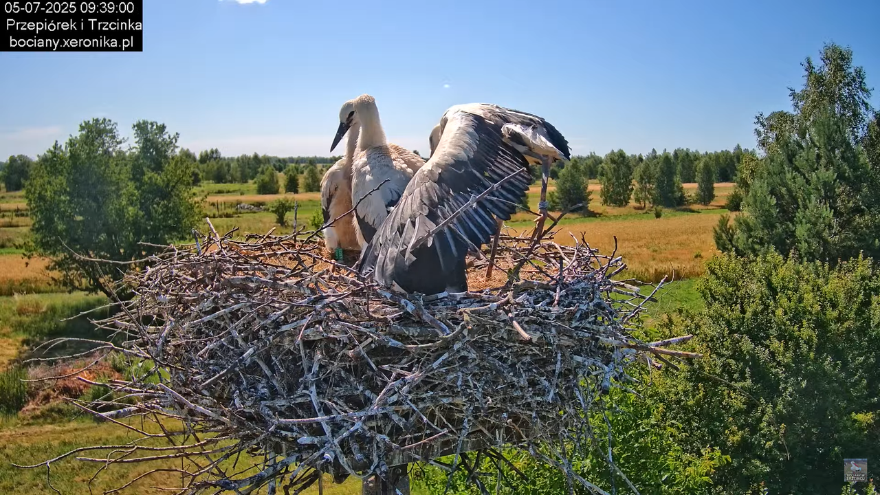05072025bociany26